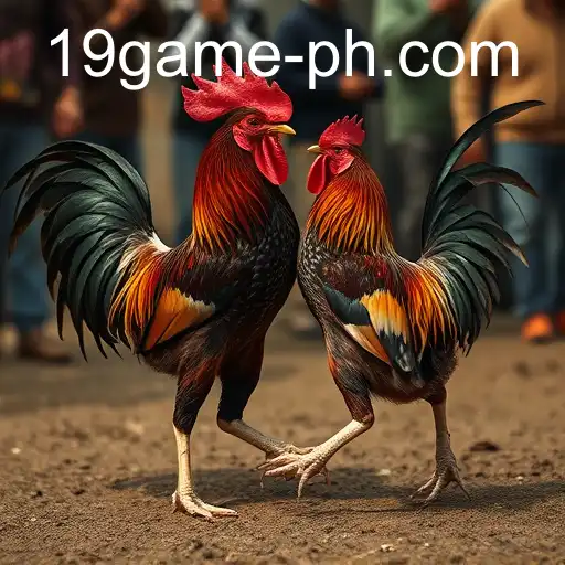 The Complex World of Cockfighting: The 19 GAME Phenomenon